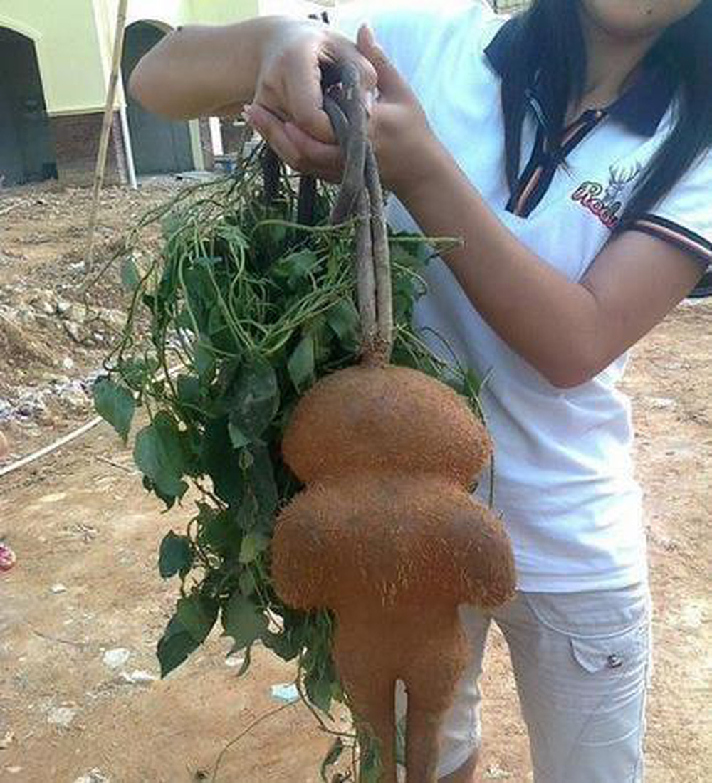 Cô gái đào được củ khoai có hình thù kỳ lạ, người dân hoảng hốt nói: Tuyệt đối đừng ăn! - Hình 1