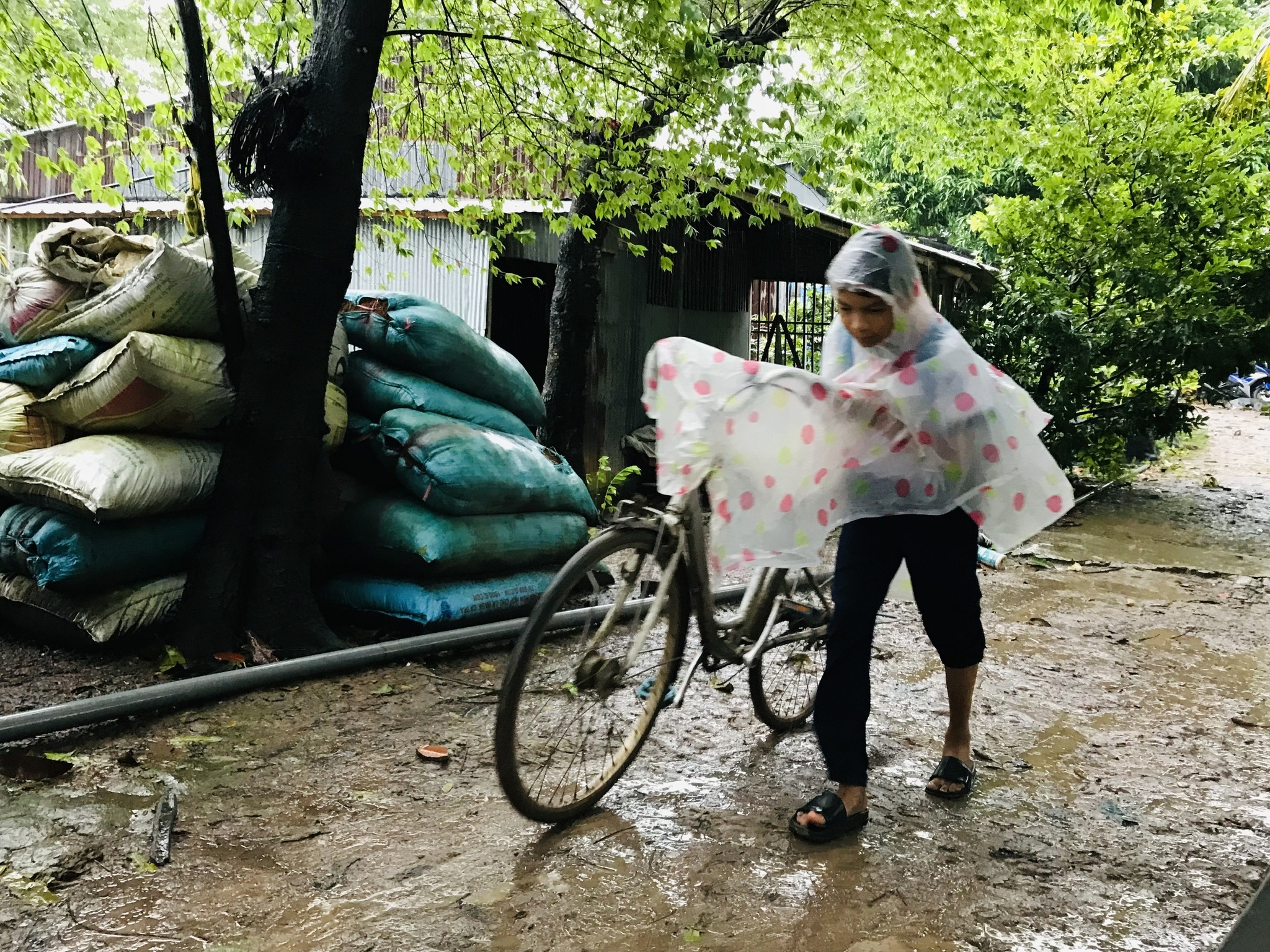 Cậu bé Khmer đốt đèn dầu, băng ruộng đến trường, 8 năm liền là học sinh giỏi - ảnh 1