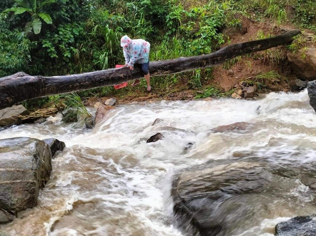 Cô giáo bám cây nhích từng centimet vượt lũ cuồn cuộn đến trường: 'Các em đang chờ' - ảnh 1