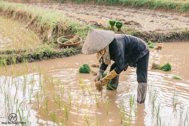 Xúc động bộ ảnh con trai chụp người mẹ nông dân làm việc trên cánh đồng