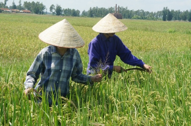 Hai chị em Hoàng và Trang đi làm đồng.