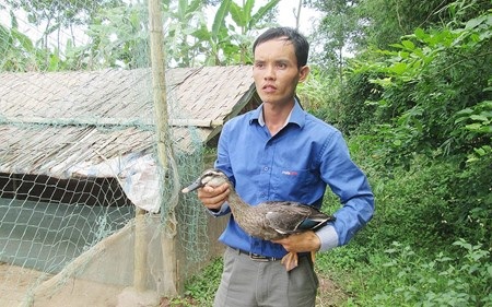 Giống vịt trời mỏ vàng, chân đỏ bố mẹ được anh chăm sóc rất kỹ để tạo ra những con giống tốt nhất