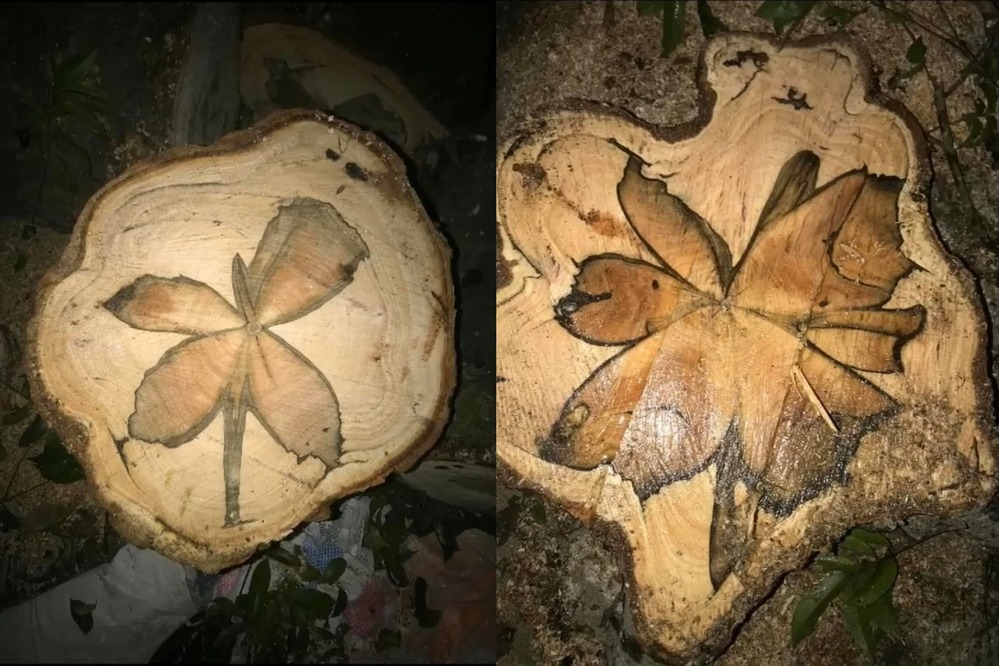  
Nhiều người còn nghĩ những hình vân là được vẽ vào trong thân cây. (Ảnh: Chụp màn hình TikTok @hatcatnho95)
