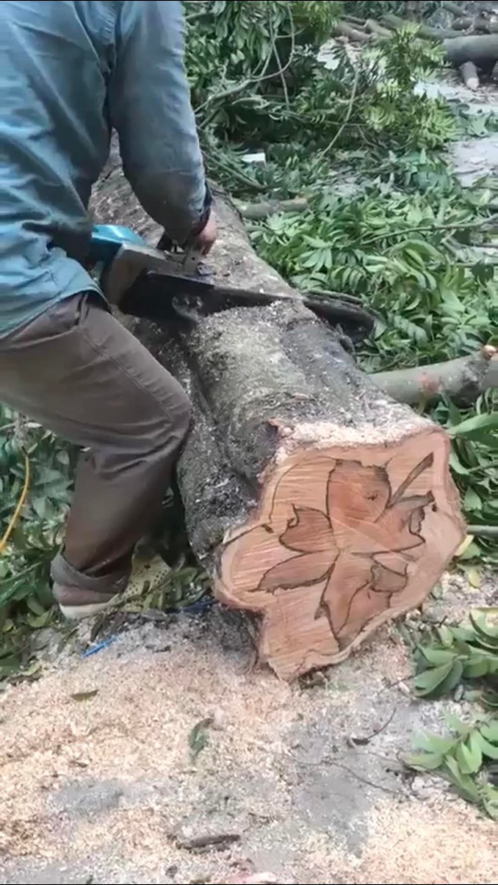  
Xẻ đến vị trí khác phần vân lại không giống nhau. (Ảnh: Chụp màn hình TikTok @hatcatnho95)