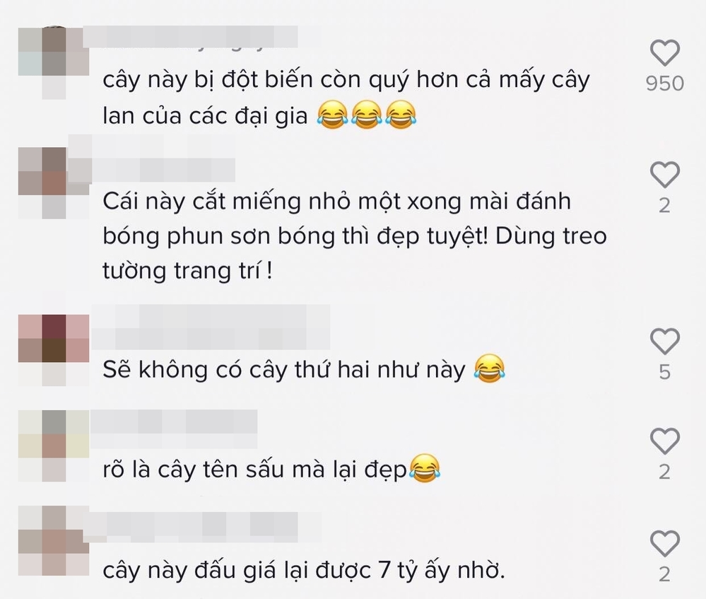  
Có người định giá 7 tỉ, chục tỉ thậm chí là nghìn tỉ đồng cho thân cây đặc biệt này. (Ảnh: Chụp màn hình TikTok @hatcatnho95)