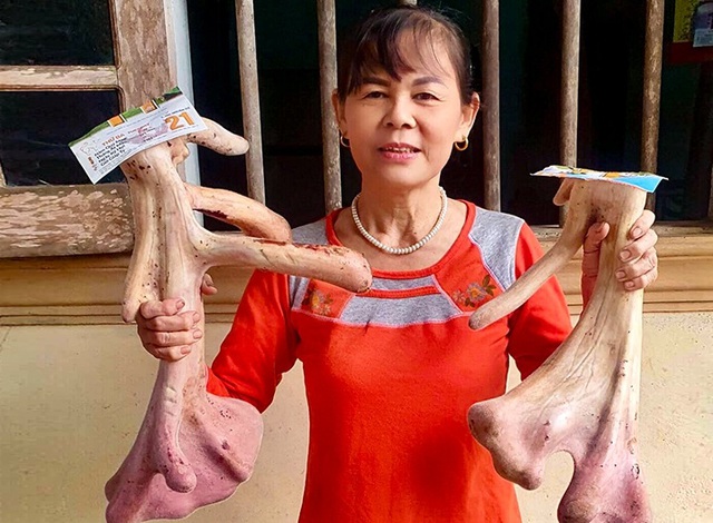 Hà Tĩnh: Con hươu có cặp lộc nhung 'khủng', khách trả 400 triệu gia đình không bán - Ảnh 2.